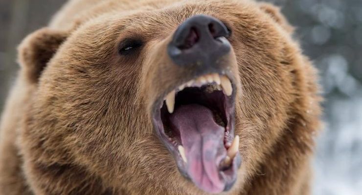 Эксперт: Биткоин встретить халвинг в медвежьем тренде